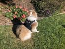 Rechargeable GPS Tracker Dog Cat Collar Tracking Device Realtime Scout Size:S