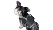 NEW Realtime GPS Pet Locator Waterproof Rechargeable Tracking Device Size:L