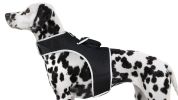 Portable Cat Dog Locator Device Collar Mount Tracker with Power Alerts Size:L
