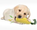 Dog Chew Toys for Aggressive Chewers Tough
